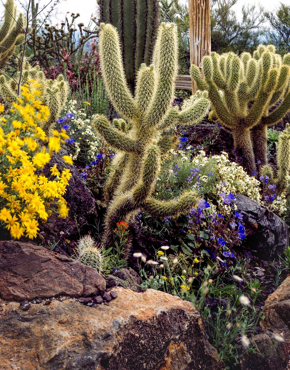 Cacti and flowers near Tucson. Original image from Carol M. Highsmith&rsquo;s America, Library of Congress collection.…