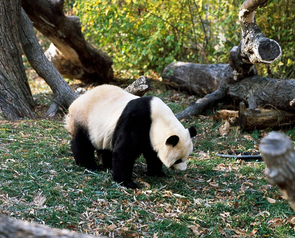 A giant panda, the star attraction at the Smithsonian Institution's National Zoo. Original image from Carol M.…