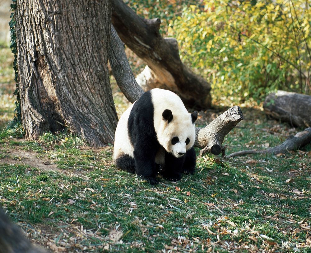A giant panda, the star attraction at the Smithsonian Institution's National Zoo. Original image from Carol M.…