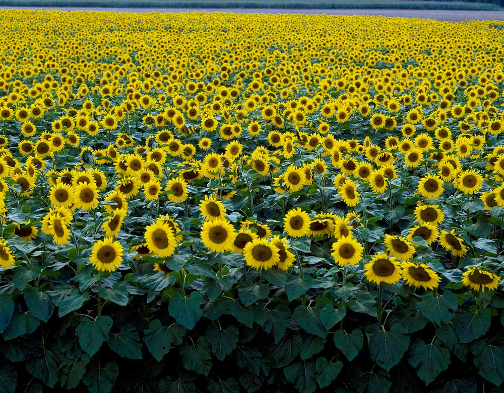 Colorful field of sunflowers near Beloit. Original image from Carol M. Highsmith&rsquo;s America, Library of Congress…