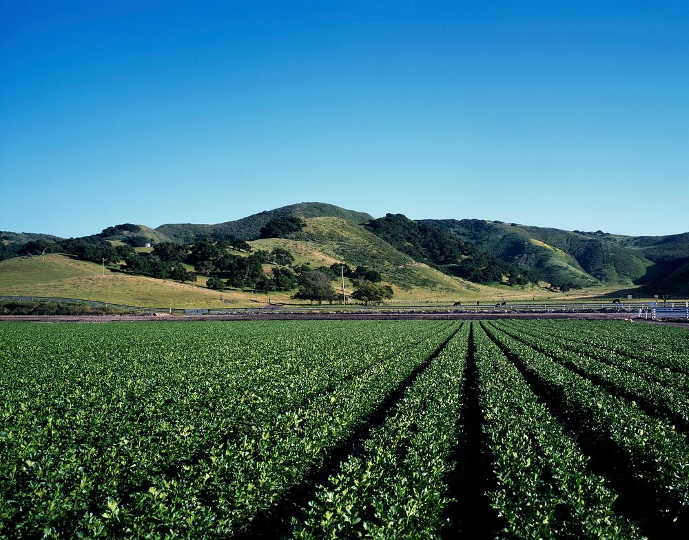 A celery crop stretches far into the distance on the Central Coast. Original image from Carol M. Highsmith&rsquo;s America…