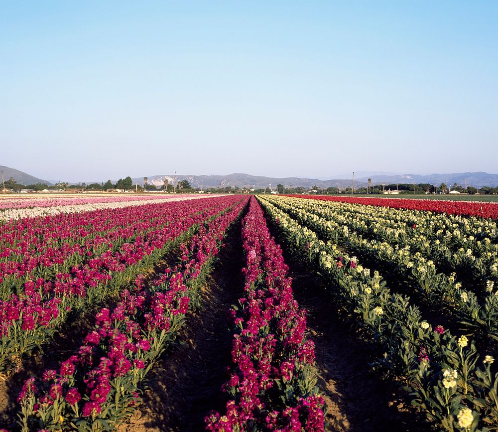 Commercially grown flowers in California field. Original image from Carol M. Highsmith&rsquo;s America, Library of Congress…
