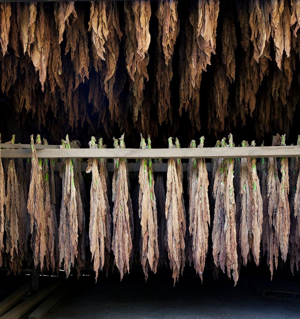 Tobacco Barns in Suffield, Connecticut. Original image from Carol M. Highsmith&rsquo;s America, Library of Congress…