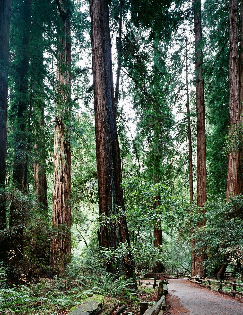 Muir Woods. Original image from Carol M. Highsmith&rsquo;s America, Library of Congress collection. Digitally enhanced by…