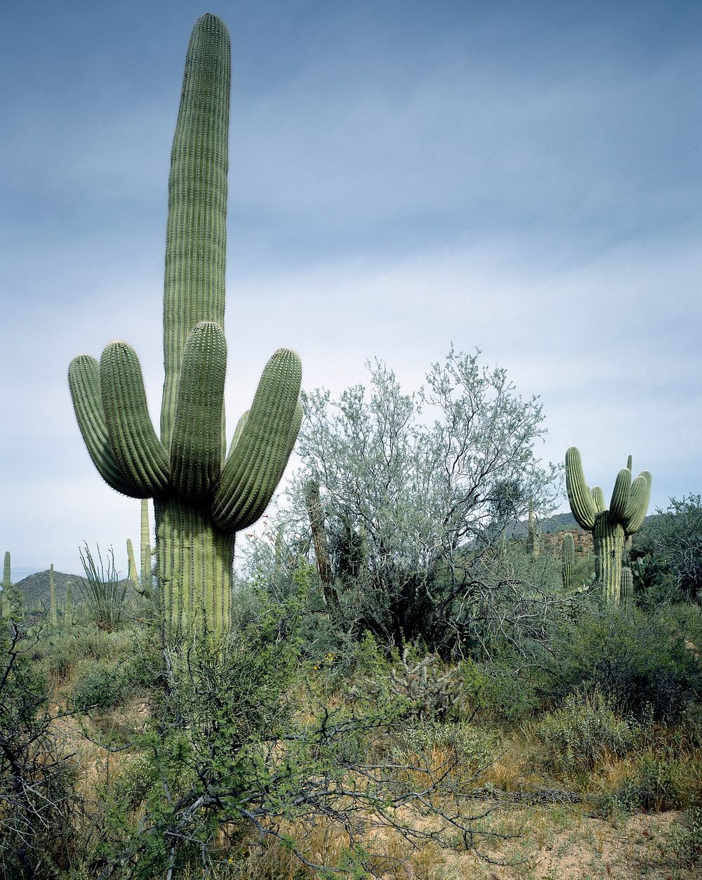 Saguaro Sentinel. Original image from Carol M. Highsmith&rsquo;s America, Library of Congress collection. Digitally enhanced…