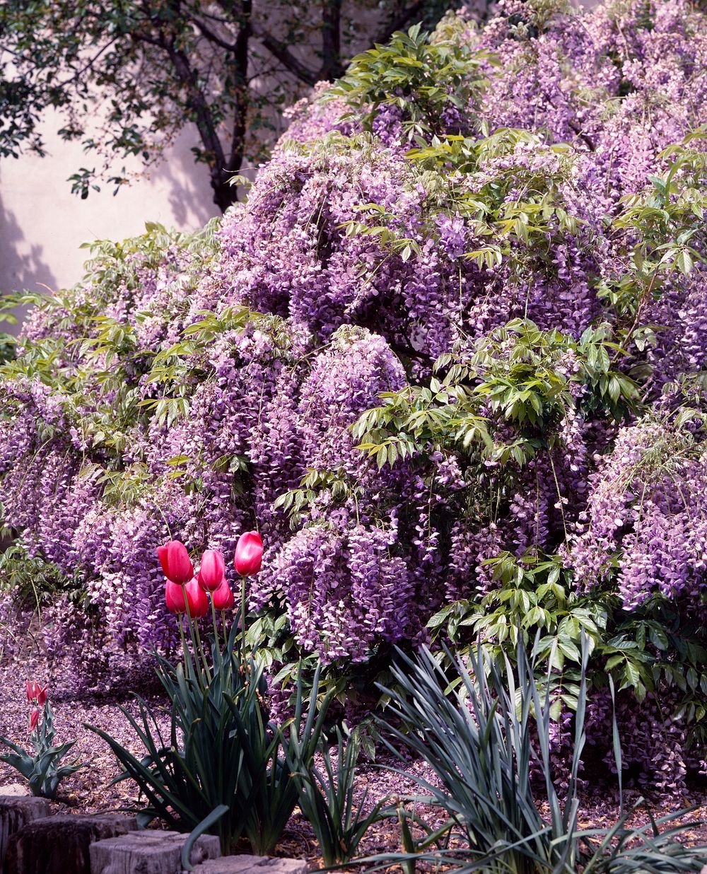 Spring Wisteria. Original image from Carol M. Highsmith&rsquo;s America, Library of Congress collection. Digitally enhanced…