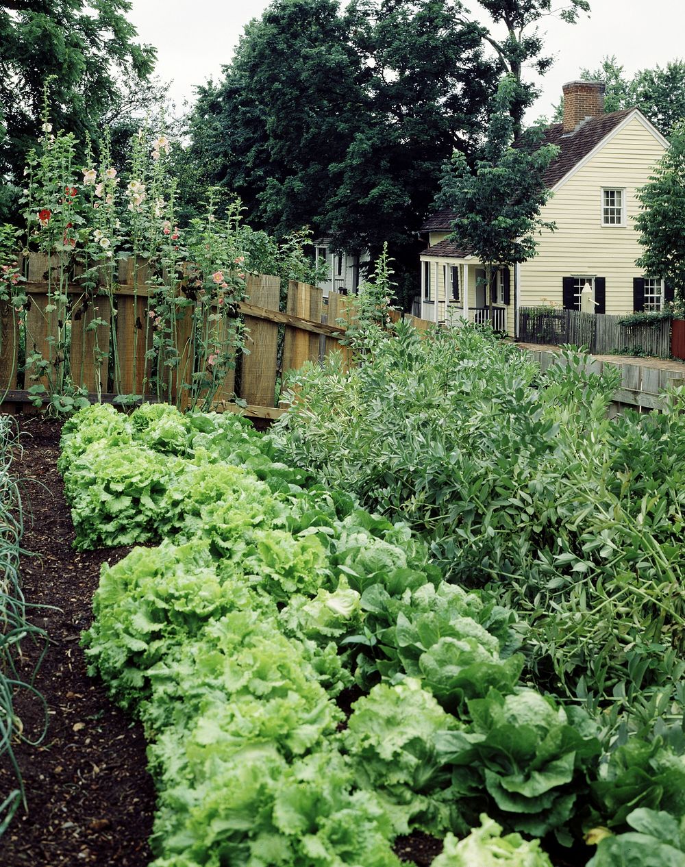 Garden, Old Salem, North Carolina. Original image from Carol M. Highsmith&rsquo;s America, Library of Congress collection.…