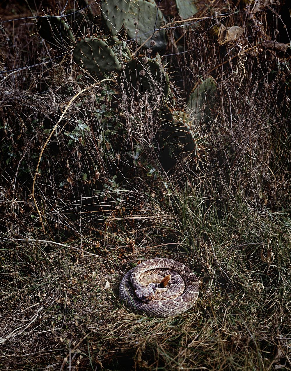 Coiled rattlesnake in brush outside San Marcos, Texas. Original image from Carol M. Highsmith&rsquo;s America, Library of…