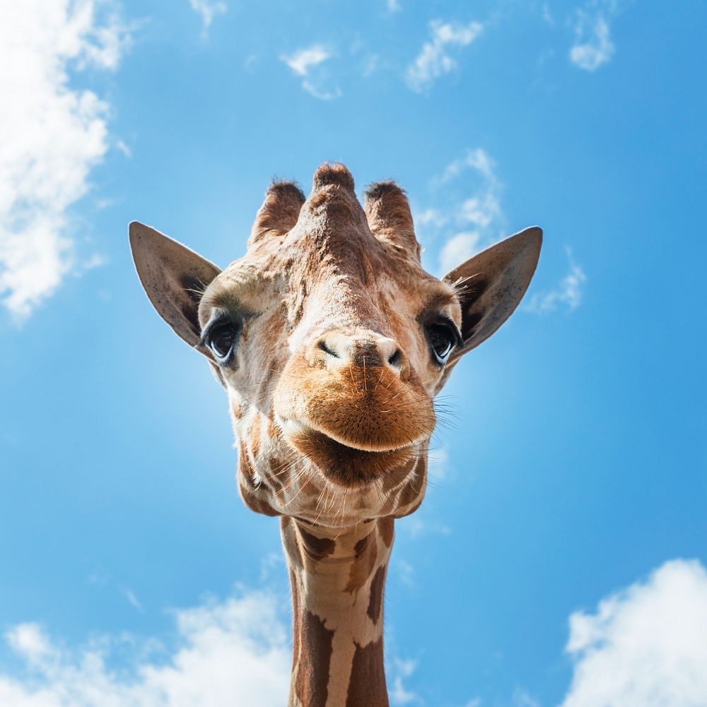 An up-close look at a giraffe at the Gladys Porter Zoo in Brownsville, Texas. Original image from Carol M. Highsmith&rsquo;s…