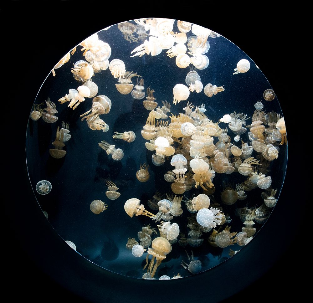 For displaying jellyfish, The Monterey Bay Aquarium uses a Kreisel tank, which creates a circular flow to support and…