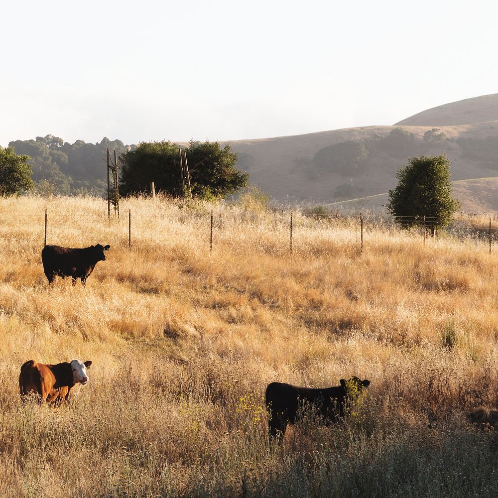 California countryside in the Paso Robles/Templeton/Alacadero region. Original image from Carol M. Highsmith&rsquo;s…