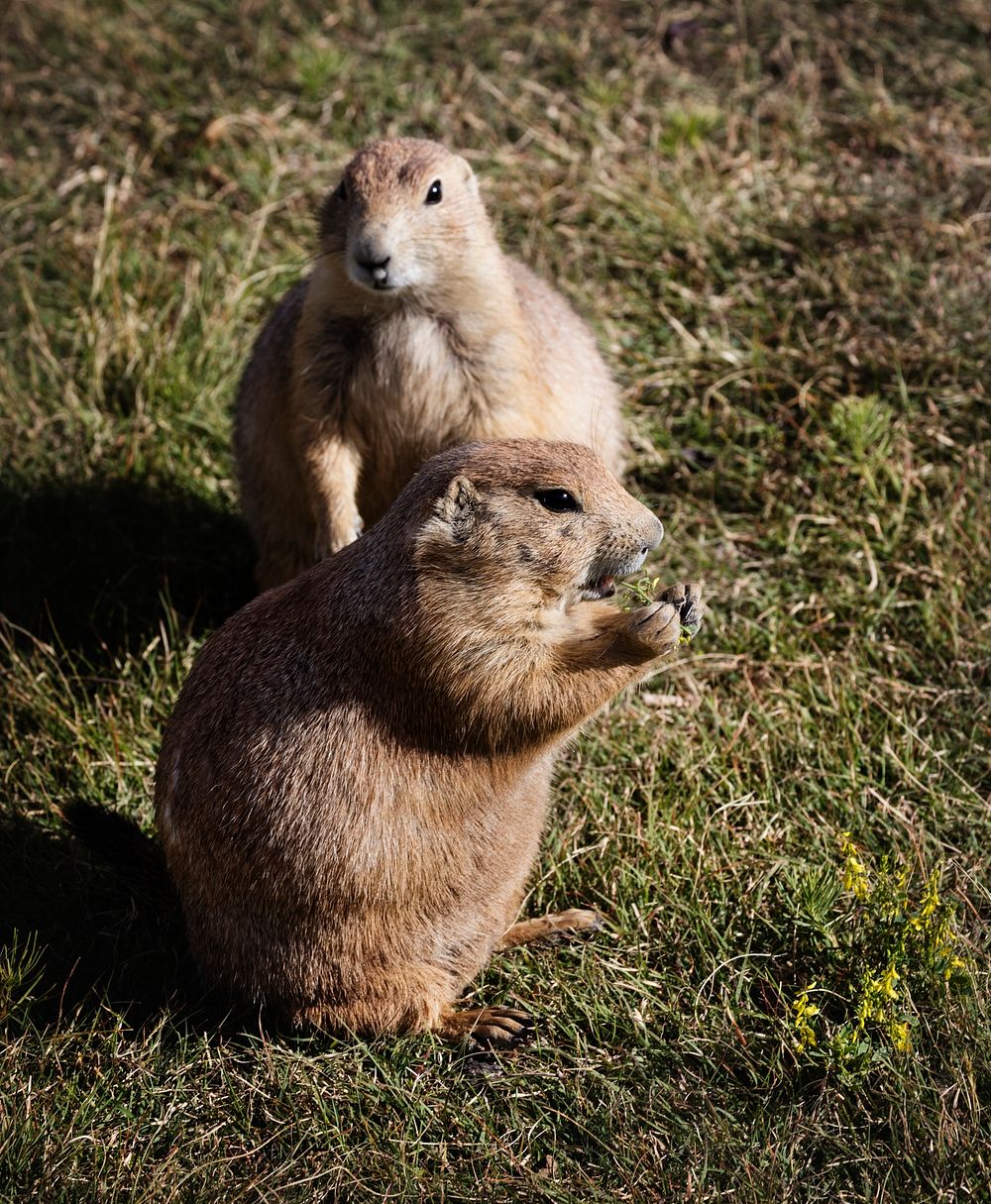 Fat and sassy prairie dogs on the grounds of Devil's Tower National Monument in Crook County, Wyoming. Original image from…