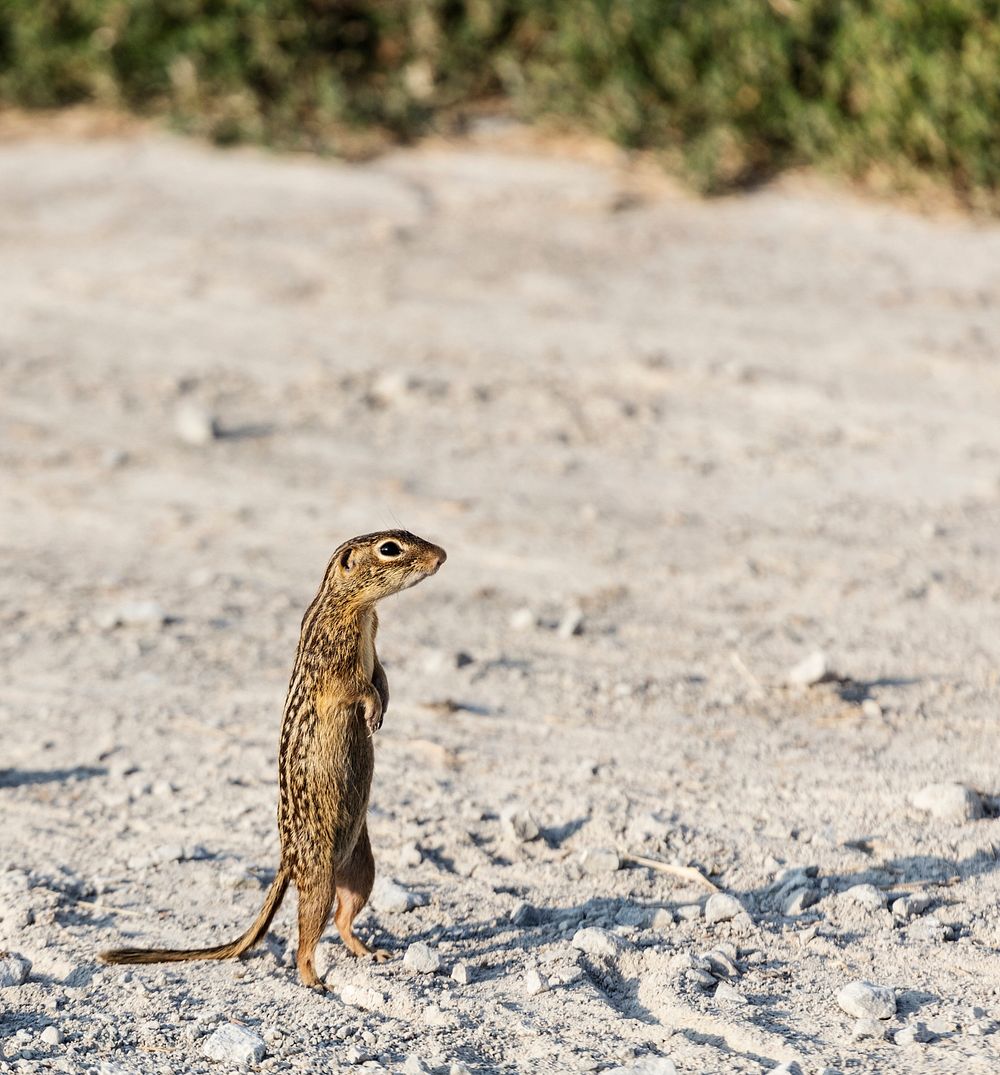 A chipmunk or ground squirrel assumes an upright stance. Original image from Carol M. Highsmith&rsquo;s America, Library of…