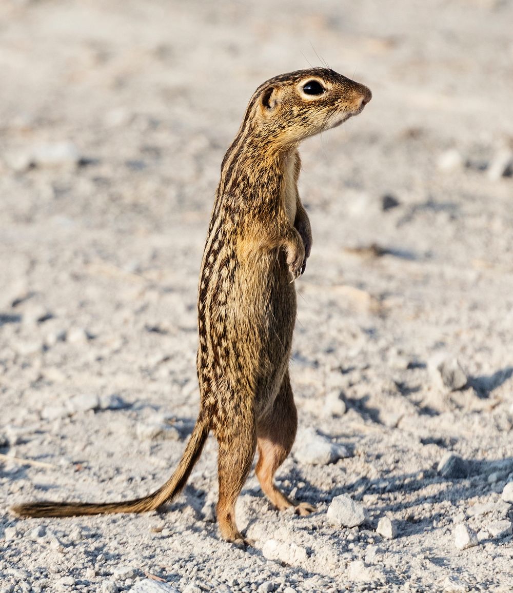 A chipmunk or ground squirrel assumes an upright stance. Original image from Carol M. Highsmith&rsquo;s America, Library of…