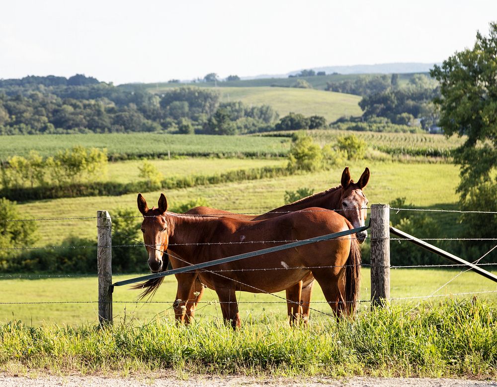 Mules gaze from opposite directions in rural Clayton County, Iowa. Original image from Carol M. Highsmith&rsquo;s America…