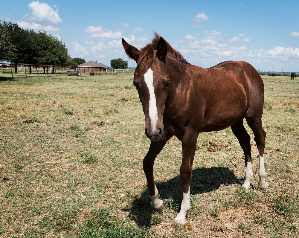 A curious horse comes close for a portrait at the Cannon Quarter Horse Ranch near Venus, Texas. Original image from Carol M.…