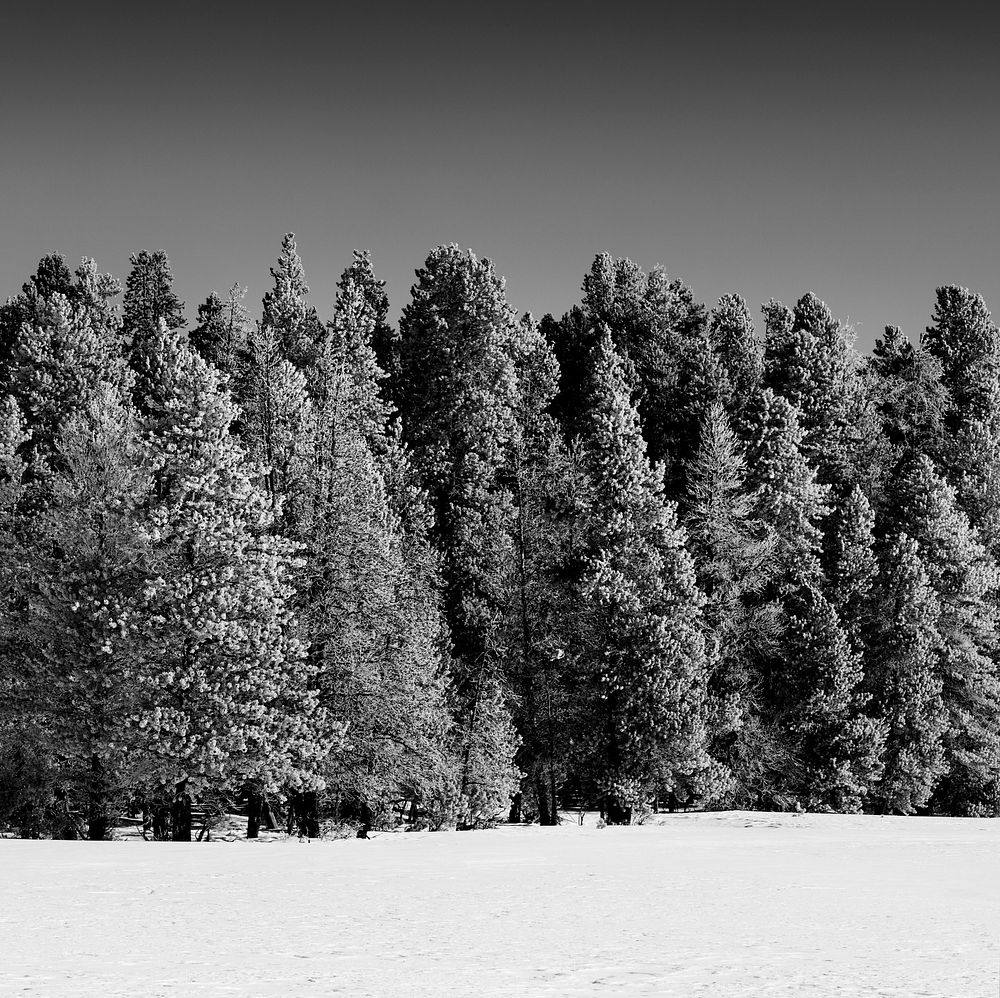 Trees get a white winter glaze in Yellowstone National Park. Original image from Carol M. Highsmith&rsquo;s America, Library…