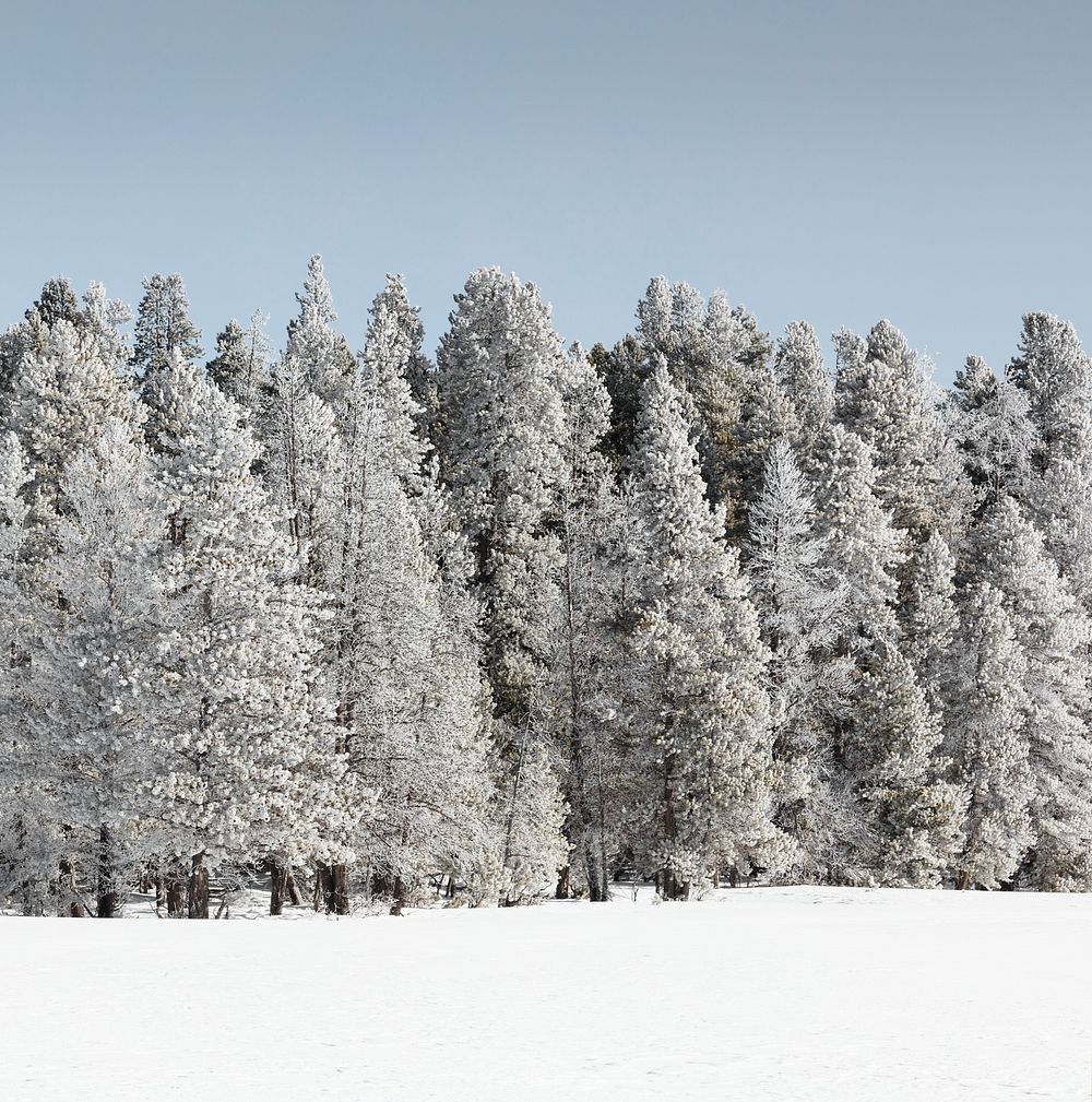 Trees get a white winter glaze in Yellowstone National Park. Original image from Carol M. Highsmith&rsquo;s America, Library…