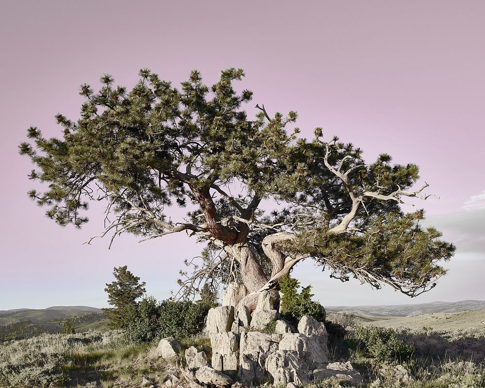 Ponderosa pine at the A Bar A guest ranch, near Riverside in Carbon County, Wyoming. Original image from Carol M.…