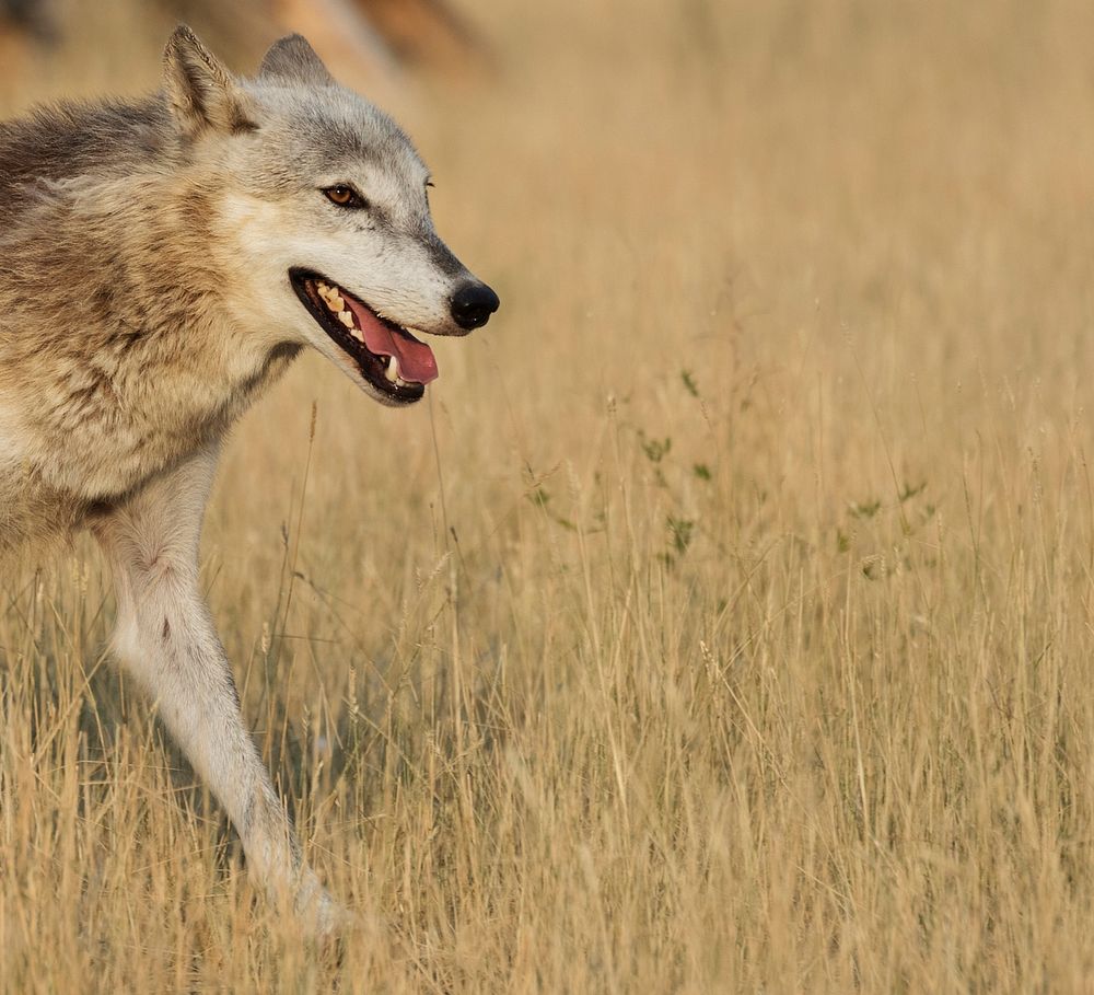Wolf on the run at the Wild Animal Sanctuary near Keenesburg, Colorado. Original image from Carol M. Highsmith&rsquo;s…