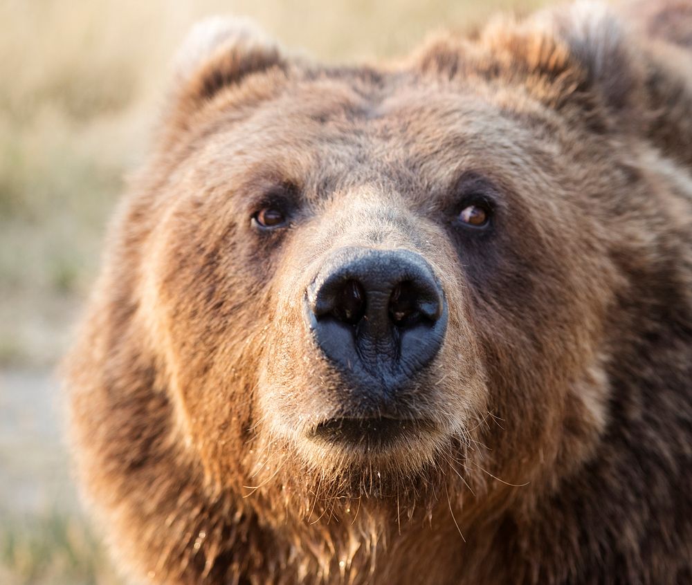 Big brown bear at the Wild Animal Sanctuary near Keenesburg, Colorado. Original image from Carol M. Highsmith&rsquo;s…