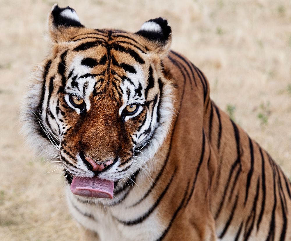Tiger at the Wild Animal Sanctuary, near Keenesburg, Colorado. Original image from Carol M. Highsmith&rsquo;s America…