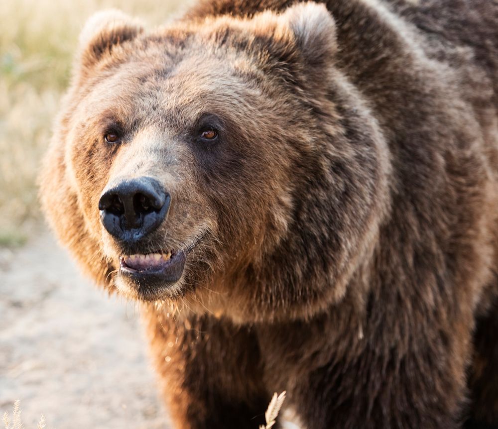 Brown bear, baring his teeth, at the Wild Animal Sanctuary near Keenesburg, Colorado. Original image from Carol M.…