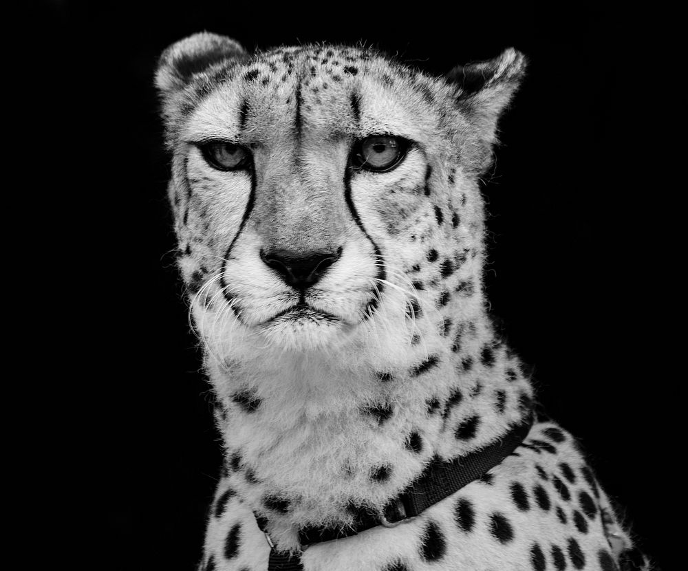 Cheetah at Myrtle Beach Zoo. Original image from Carol M. Highsmith&rsquo;s America, Library of Congress collection.…