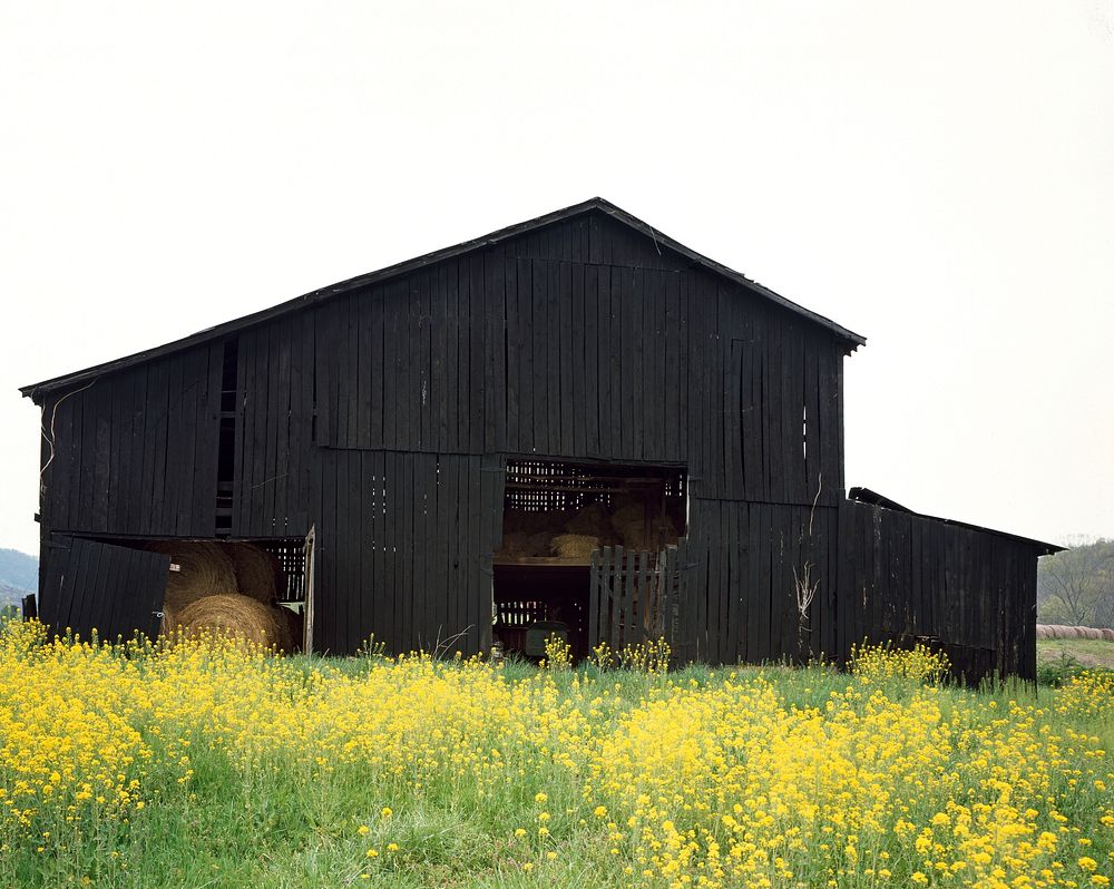 A traditional black Kentucky tobacco barn (1980-2006) by Carol M. Highsmith. Original image from Library of Congress.…