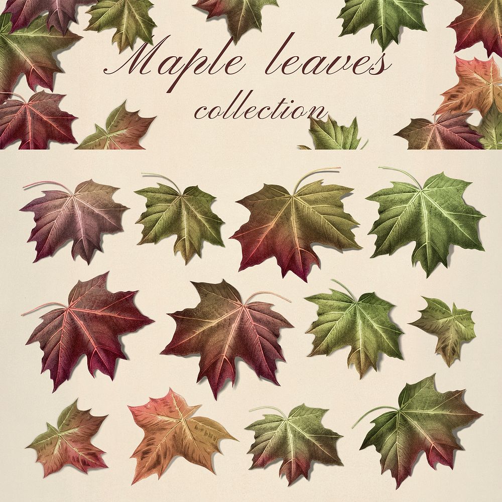 Hand drawn autumn maple leaf collection illustration