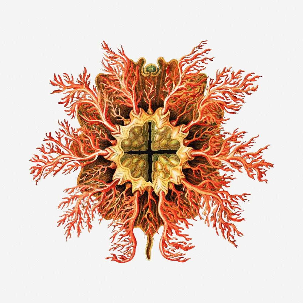 Colorful vintage tunicate ilustration