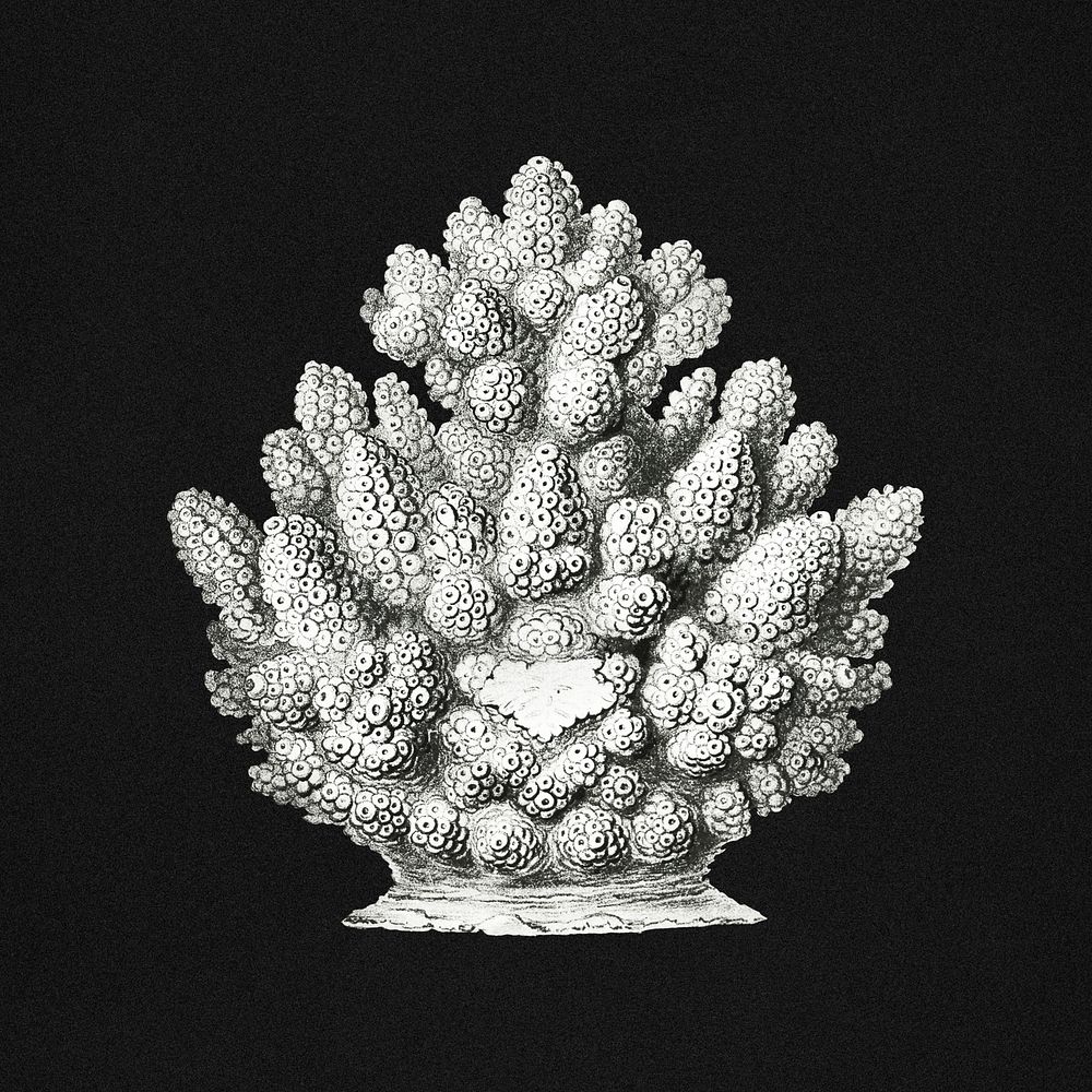 Vintage coral marine life illustration