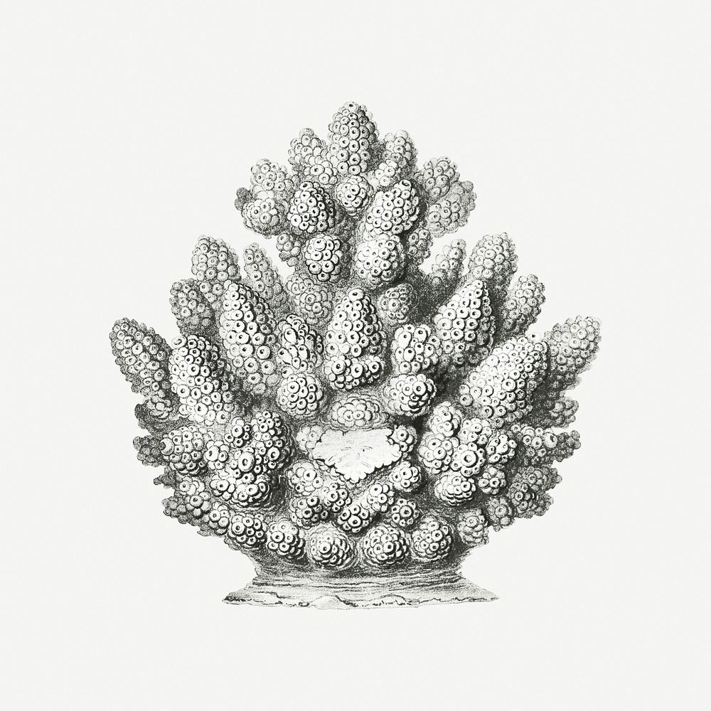 Vintage coral illustration on white background