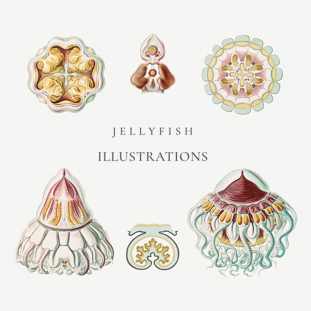 Vintage jellyfish illustrations template