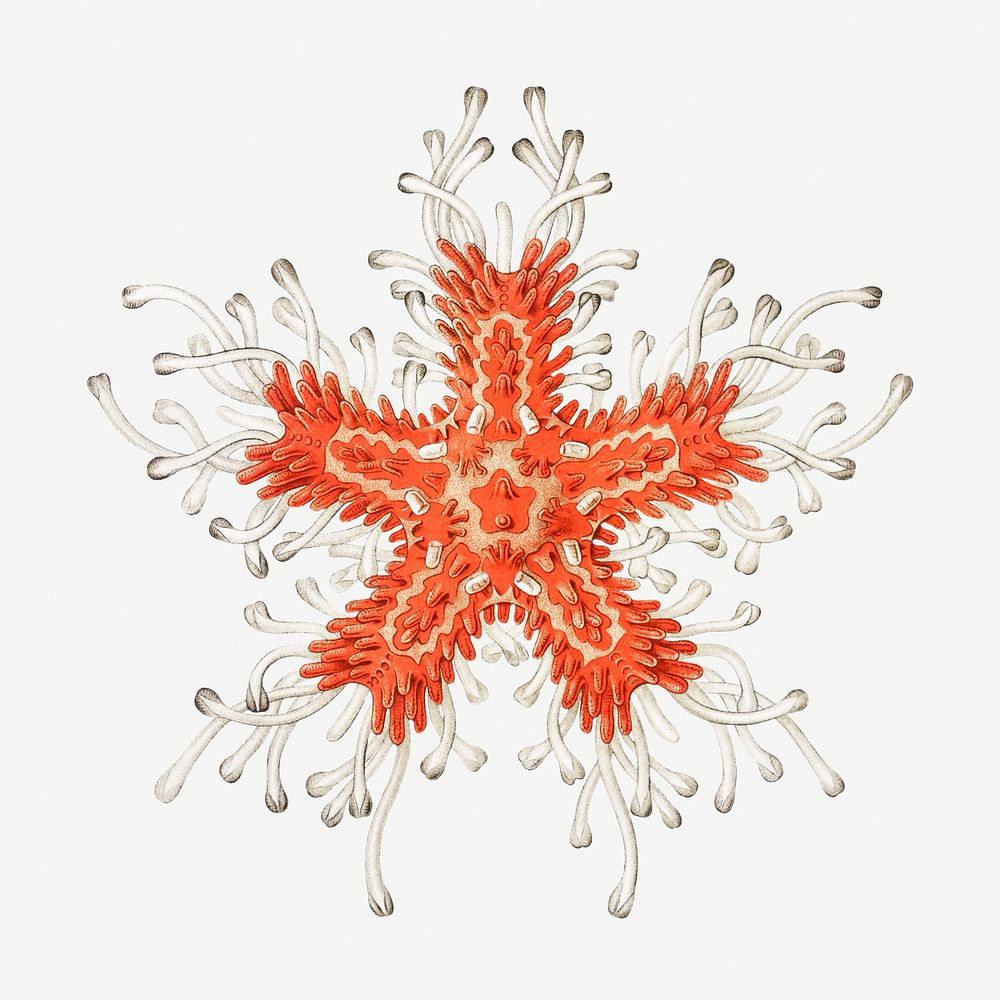 Vintage starfish marine life illustration