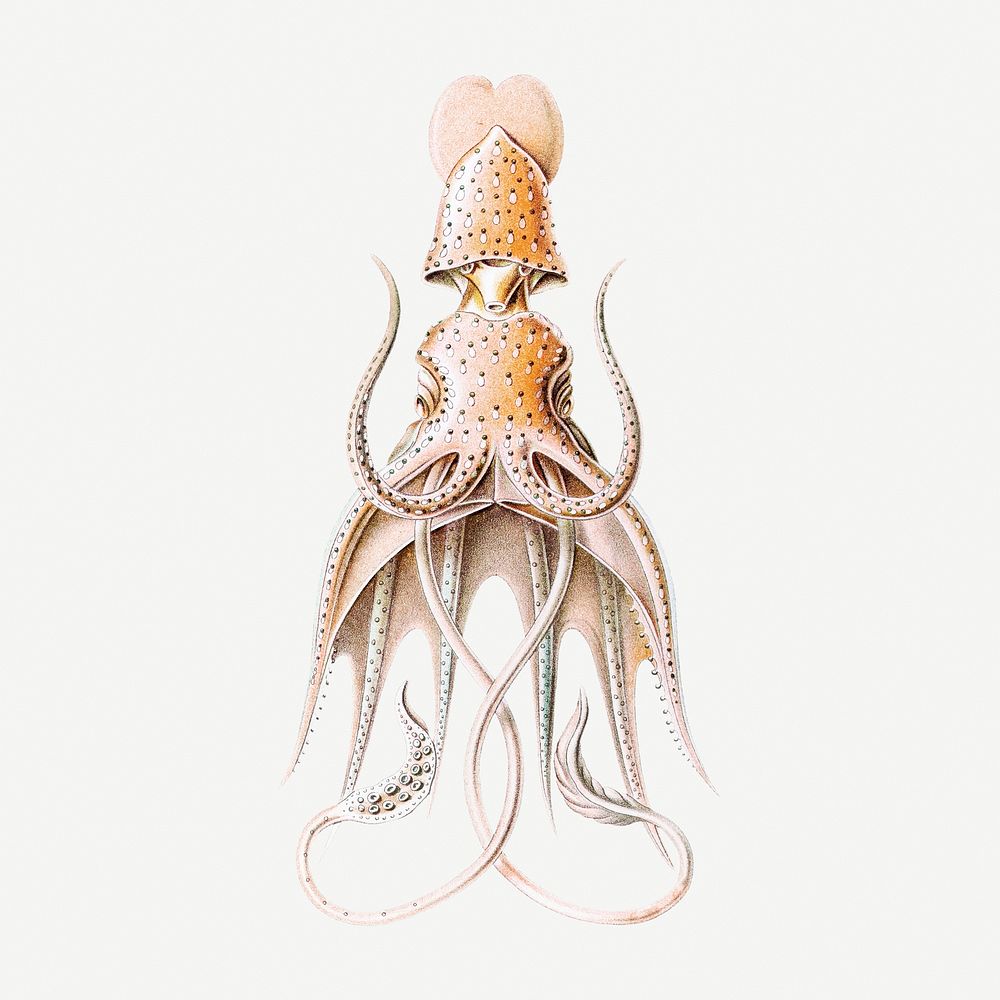 Vintage squid marine life illustration