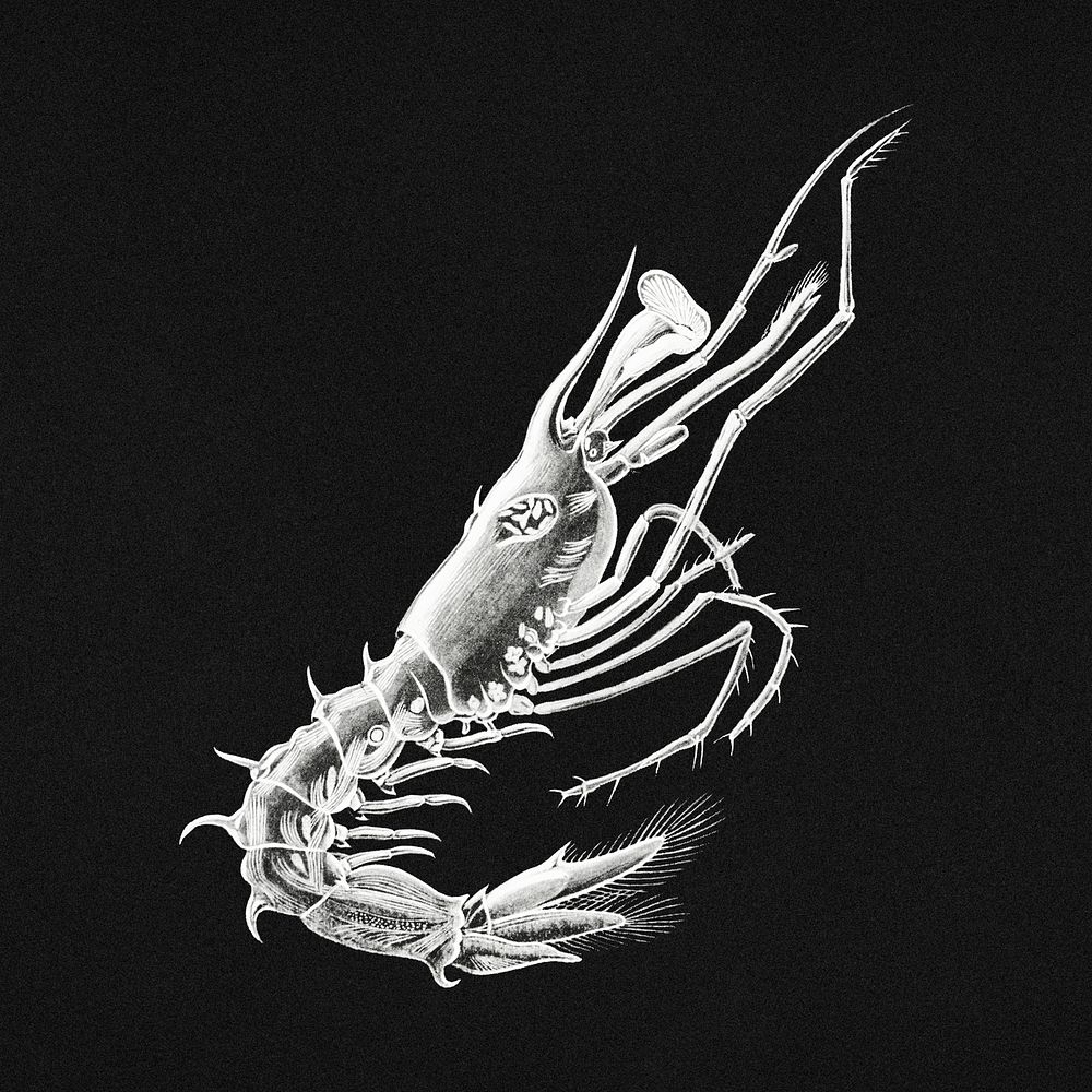 Vintage prawn marine life illustration