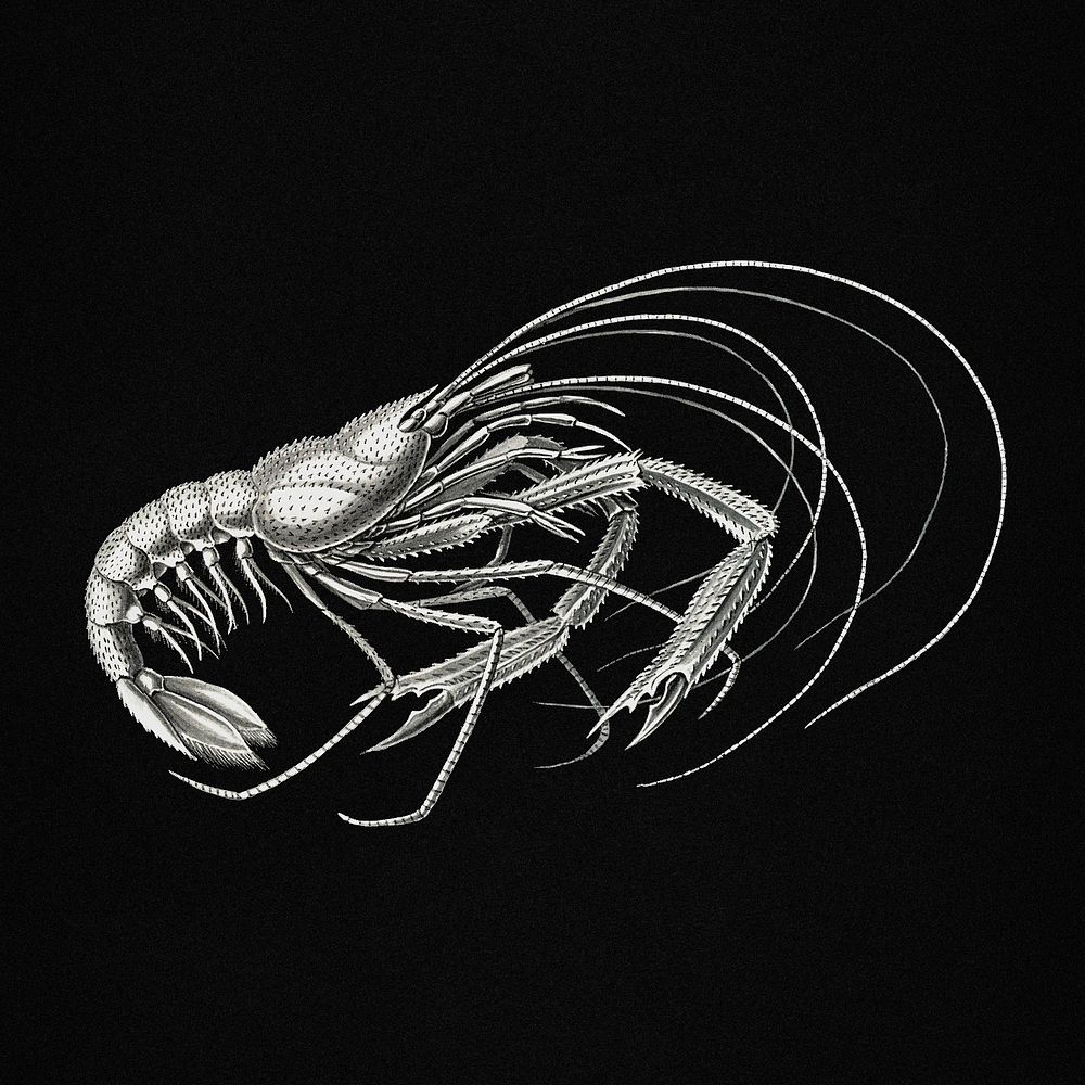 Vintage prawn marine life illustration