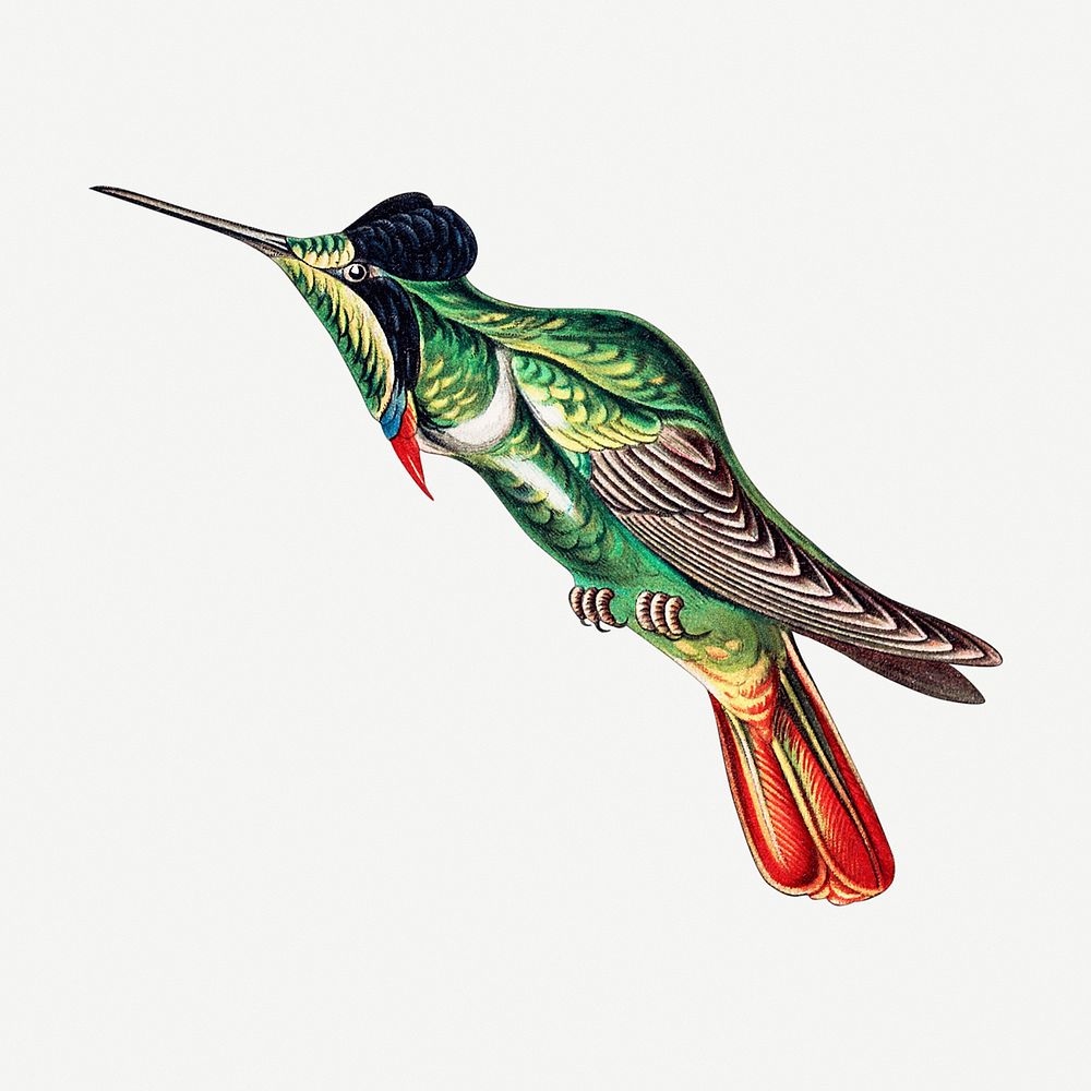 Colorful vintage hummingbird illustration