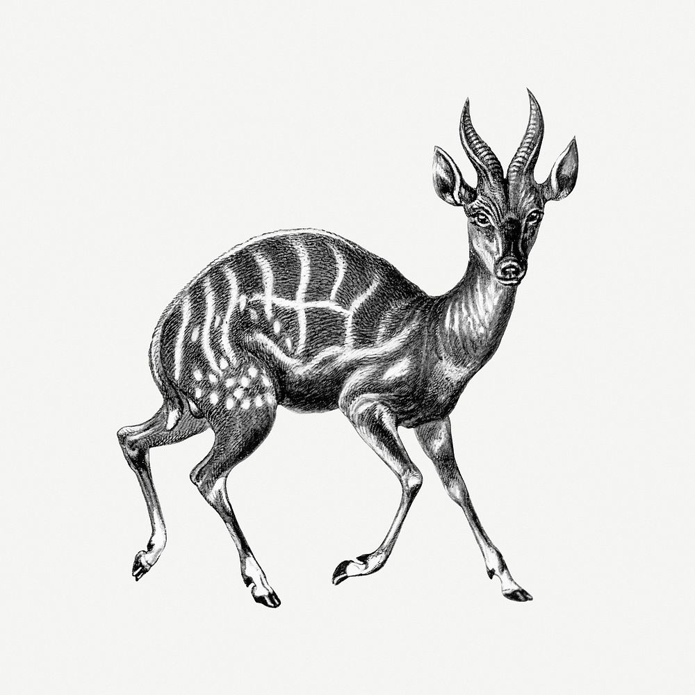 Vintage antelope wildlife  illustration