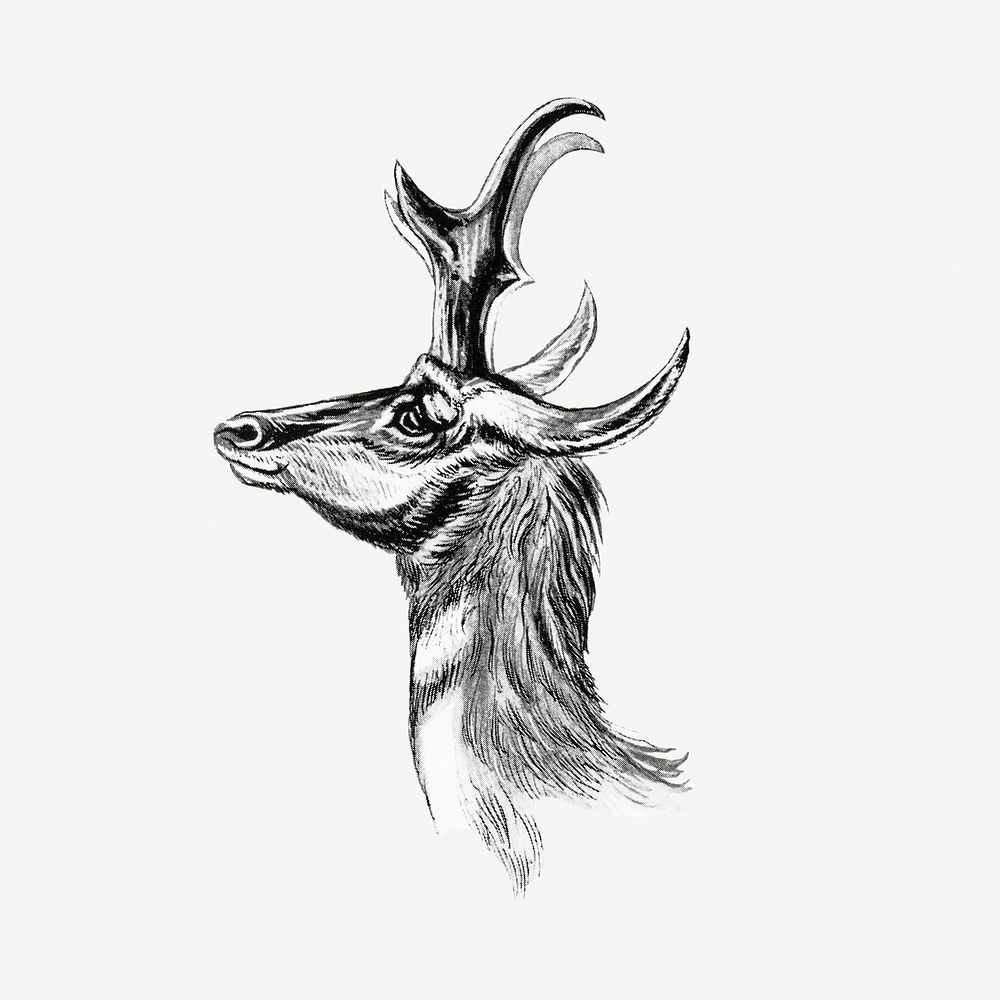 Vintage antelope wildlife  illustration