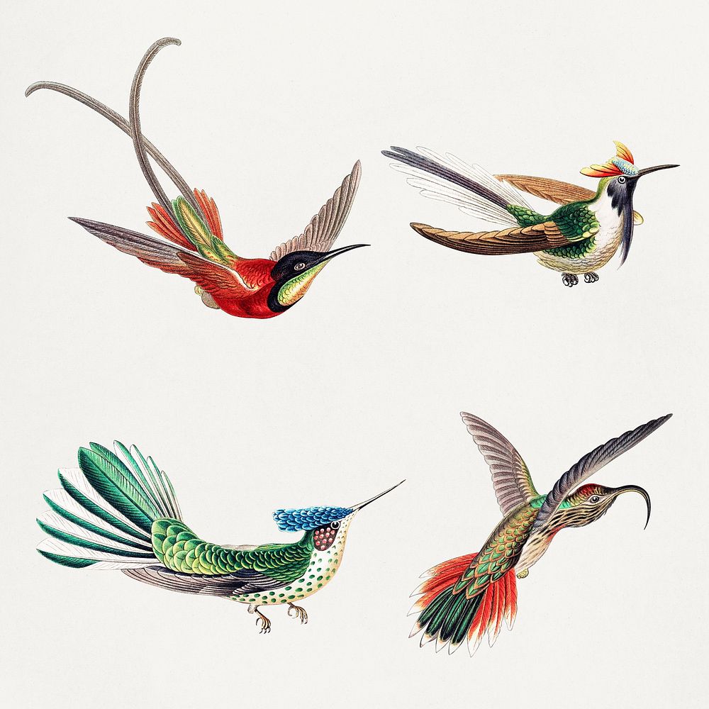 Vintage hummingbird illustration set
