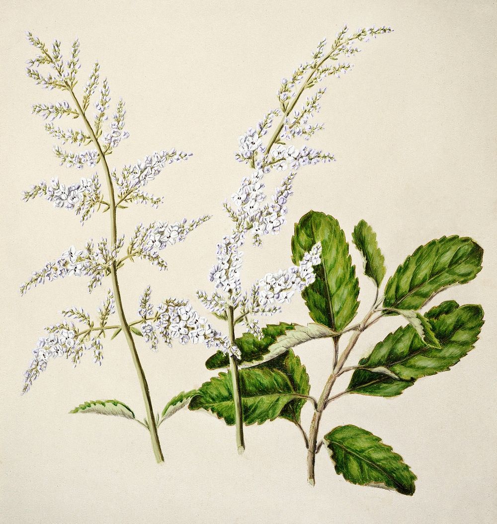 Antique plant New Zealand lilac drawn by Sarah Featon (1848&ndash;1927). Original from Museum of New Zealand. Digitally…