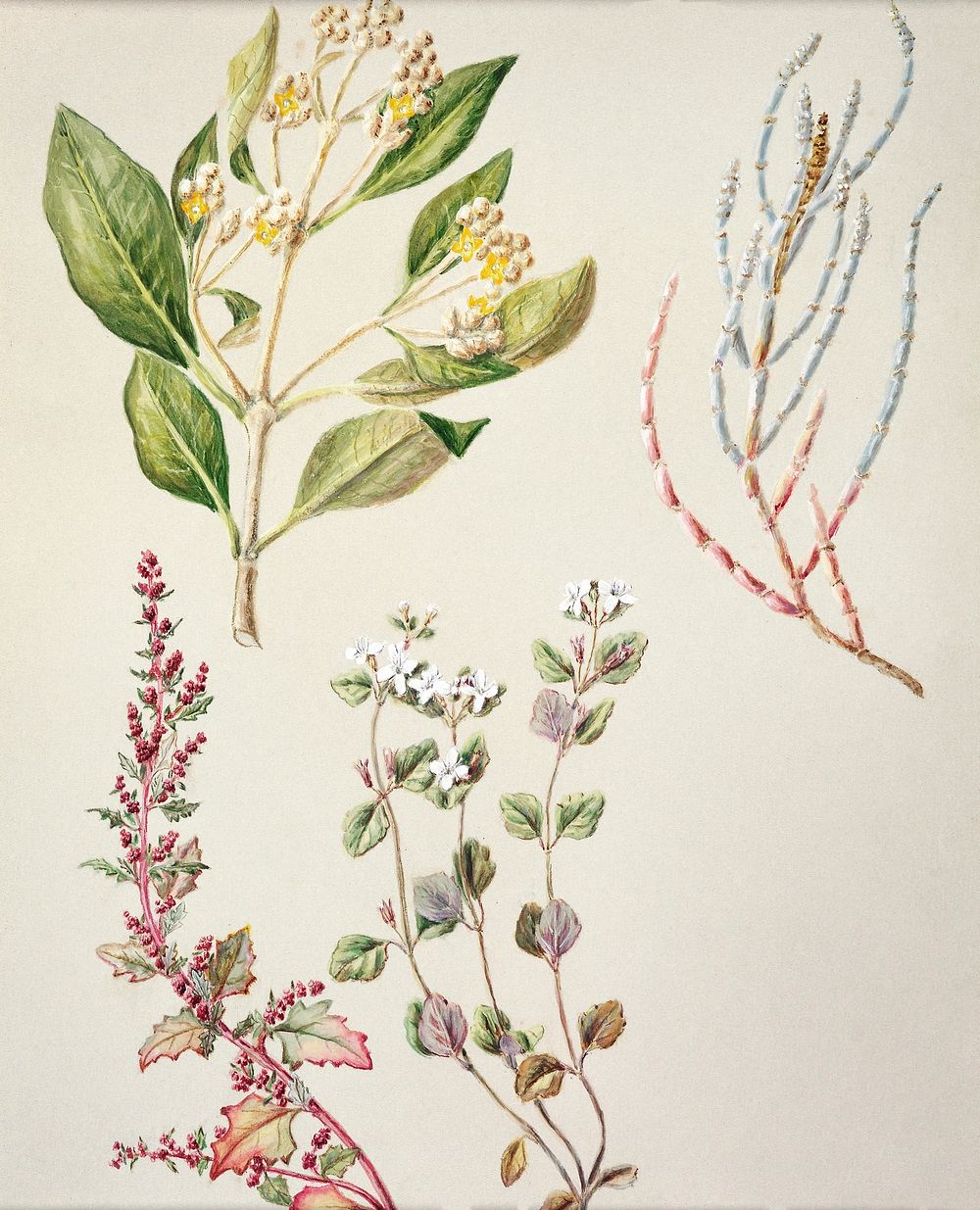 Antique plant Mangrove - Glasswort drawn by Sarah Featon (1848&ndash;1927). Original from Museum of New Zealand. Digitally…