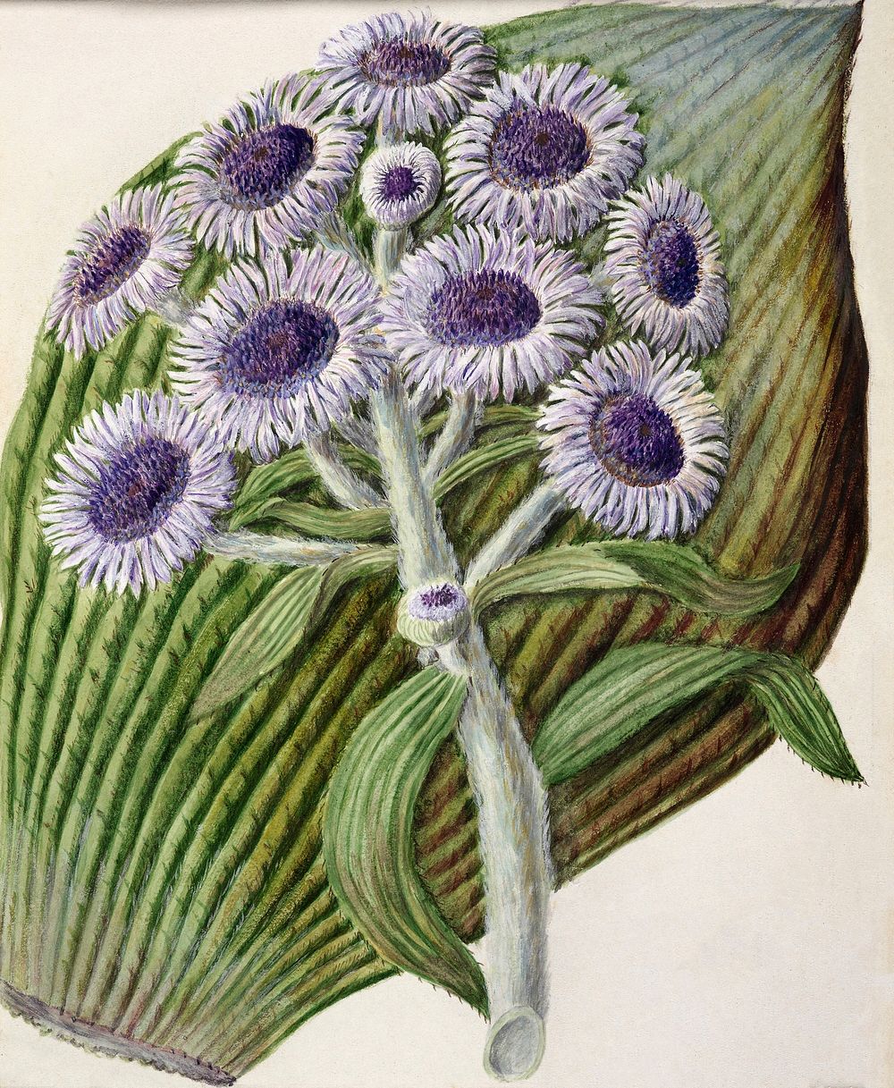 Antique plant Antarctic daisy drawn by Sarah Featon (1848&ndash;1927). Original from Museum of New Zealand. Digitally…