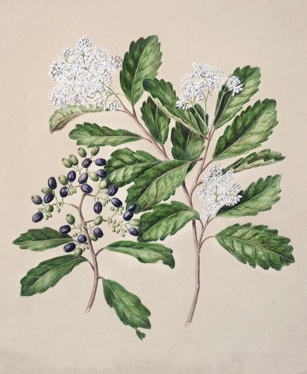 Antique plant Kaikomako - Pennantia corymbosa drawn by Sarah Featon (1848&ndash;1927). Original from Museum of New Zealand.…