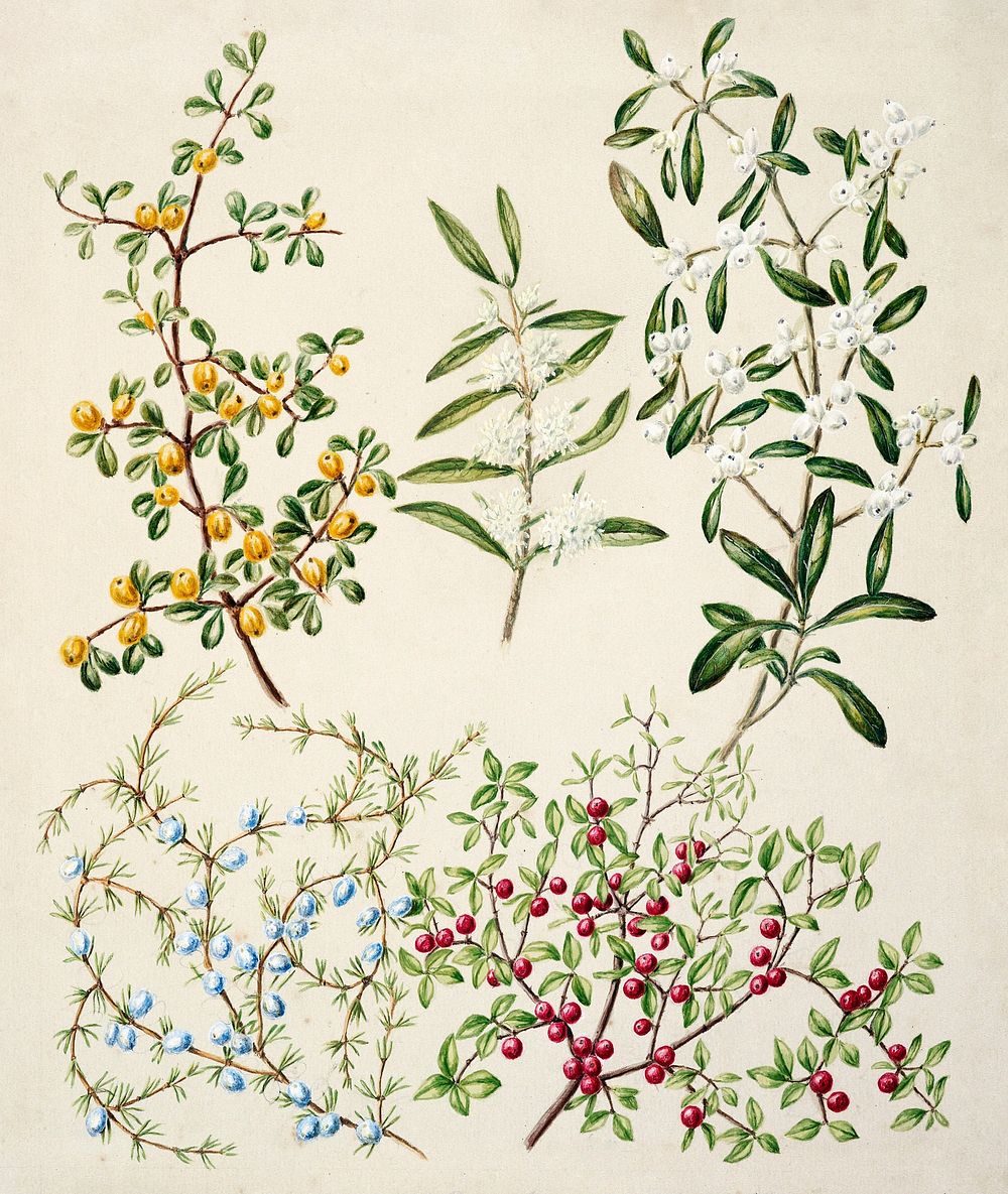 Antique plant Coprosma Acerosa drawn by Sarah Featon (1848&ndash;1927). Original from Museum of New Zealand. Digitally…