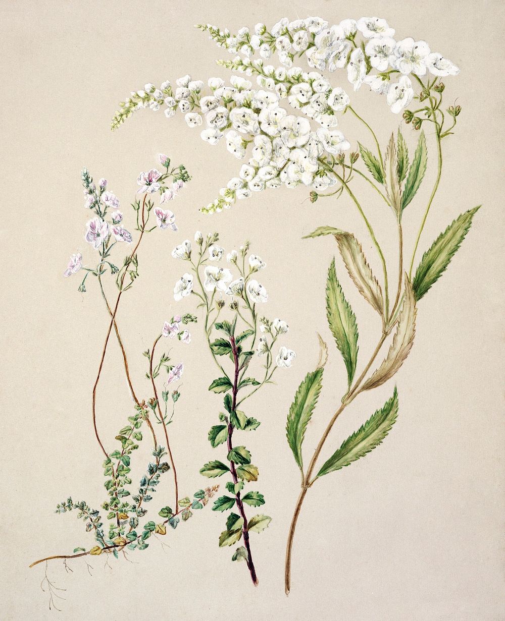 Antique plant Veronica drawn by Sarah Featon (1848&ndash;1927). Original from Museum of New Zealand. Digitally enhanced by…