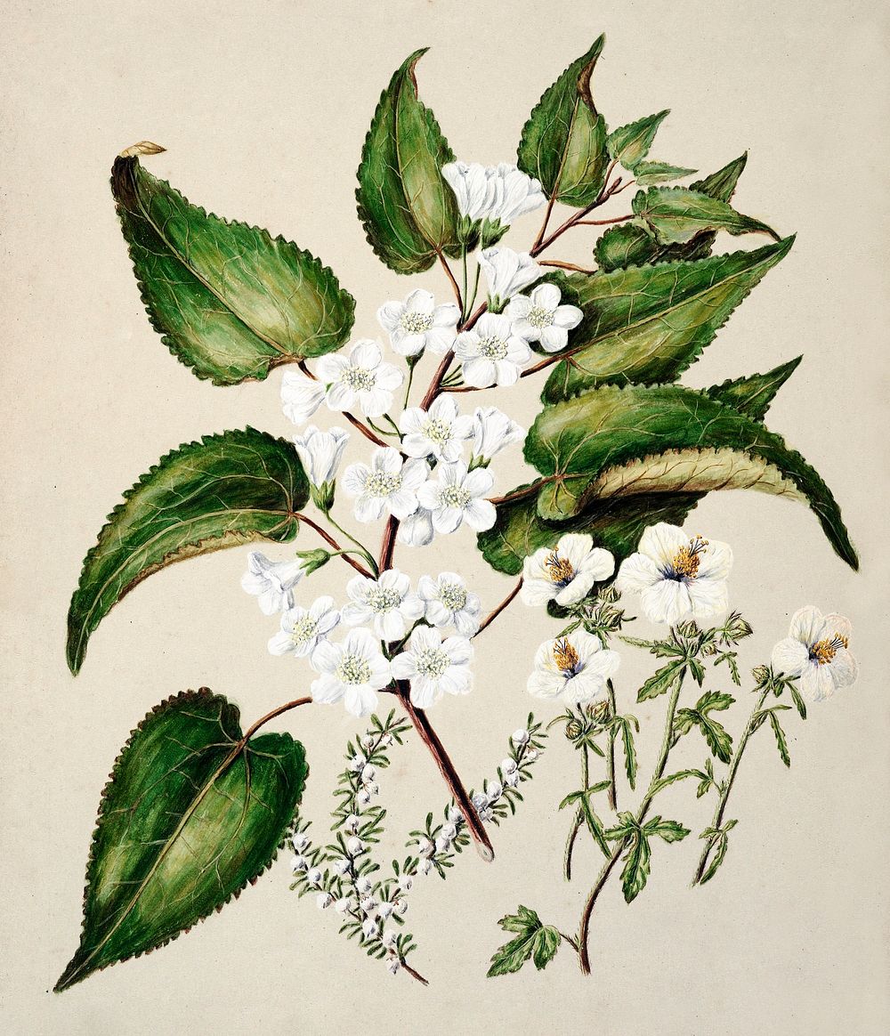 Antique plant Hibiscus trianium - Plagianthus divaricatus - Plagianthus lyallii drawn by Sarah Featon (1848&ndash;1927).…
