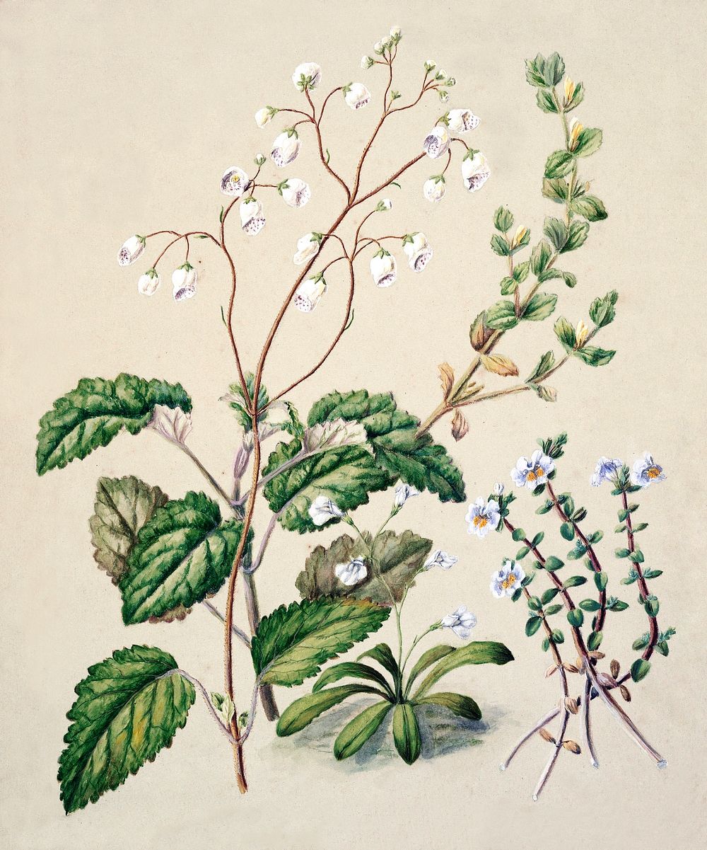 Antique plant Calceolaria sinclarii - Mazus pumilio - Mimulus repensdrawn drawn by Sarah Featon (1848&ndash;1927). Original…
